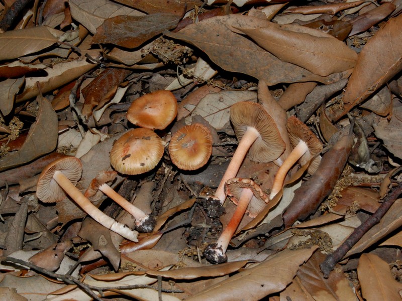 Inocybe rossastra